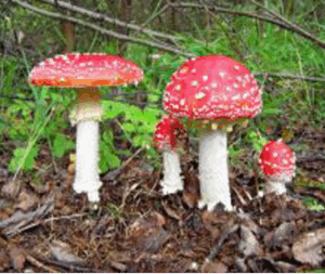 Fungi